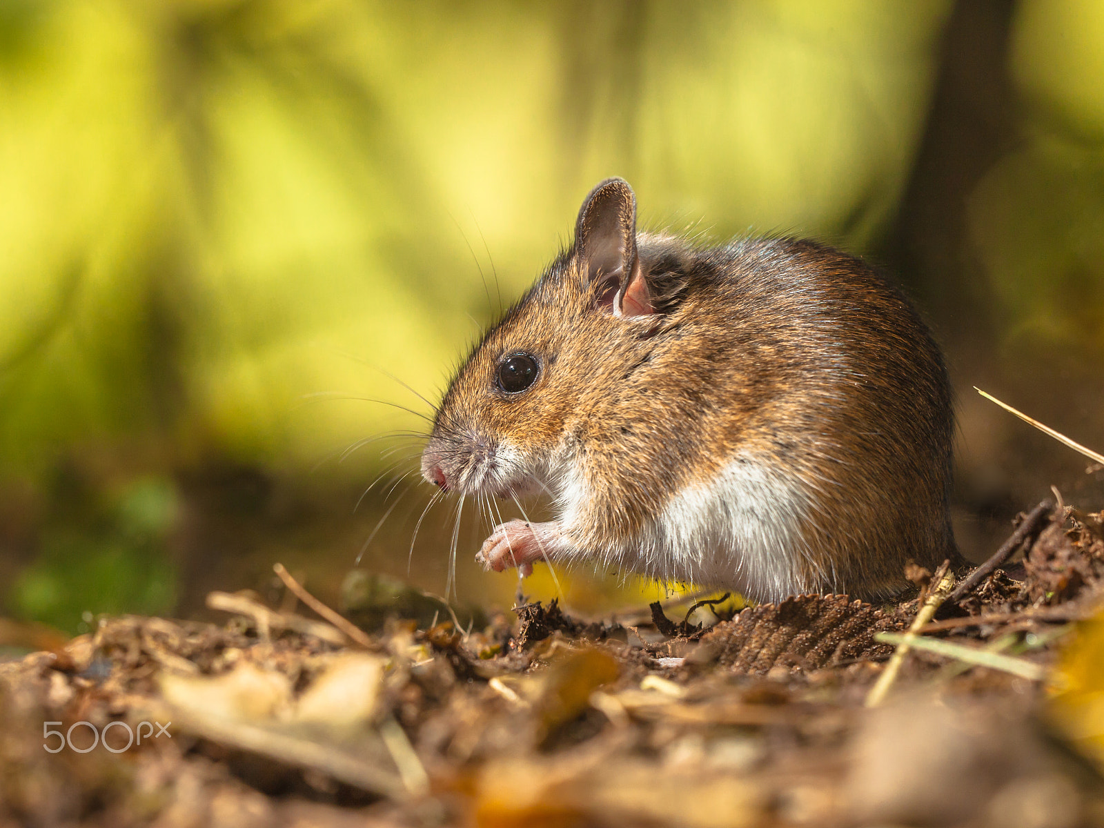 Canon EOS 5D Mark II + Sigma 150mm f/2.8 EX DG OS HSM APO Macro sample photo. Common wood mouse foraging on the forest floor photography