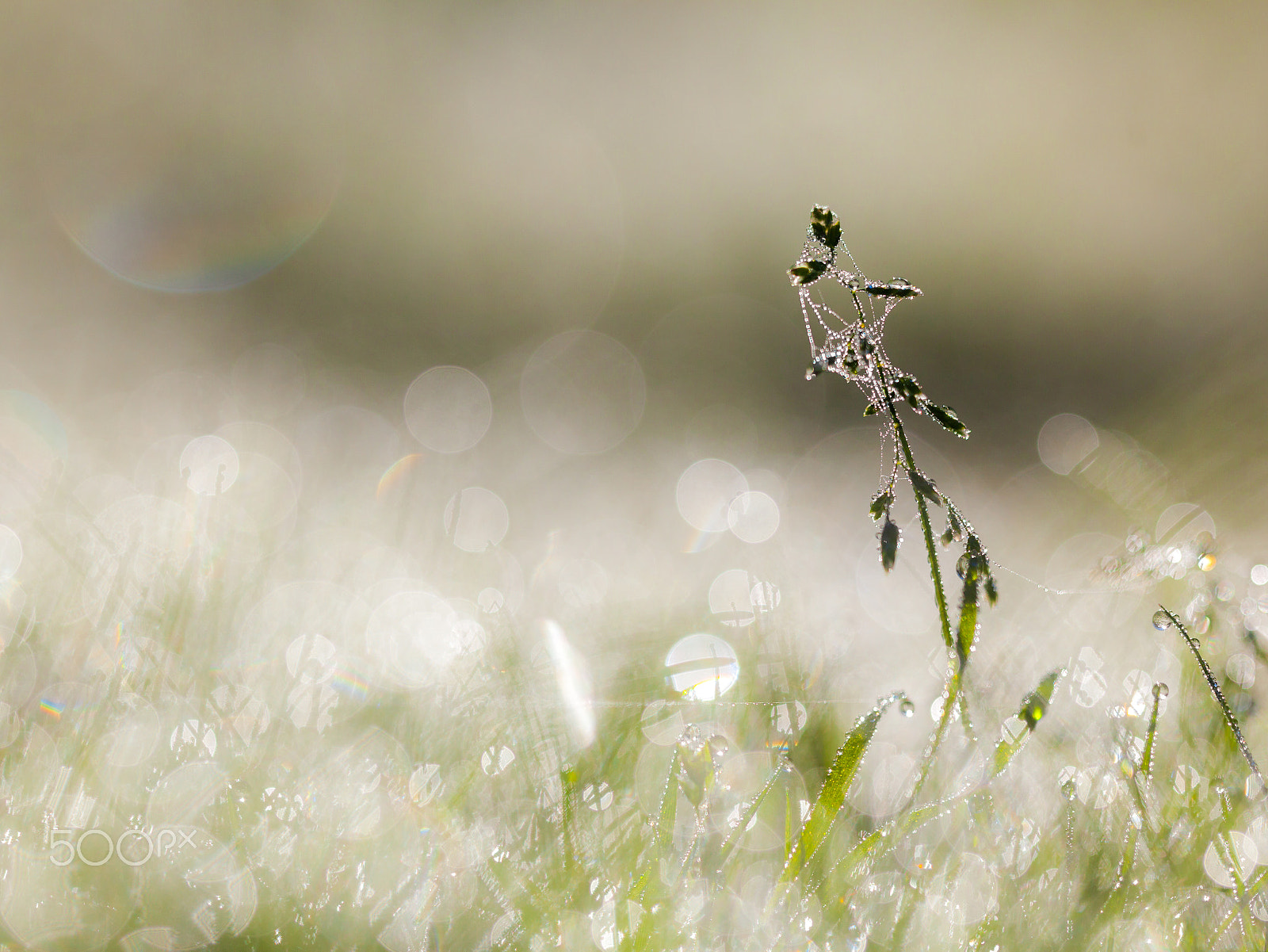 Sigma 150mm f/2.8 EX DG OS HSM APO Macro sample photo. Dew drops on grass with cobweb in the early morning with beautif photography