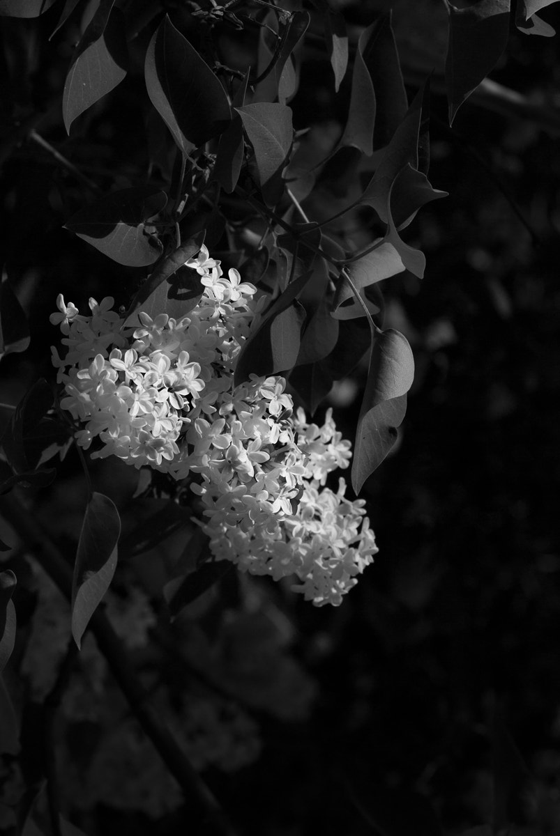 Samsung/Schneider D-XENON 100mm F2.8 Macro sample photo. ........ photography