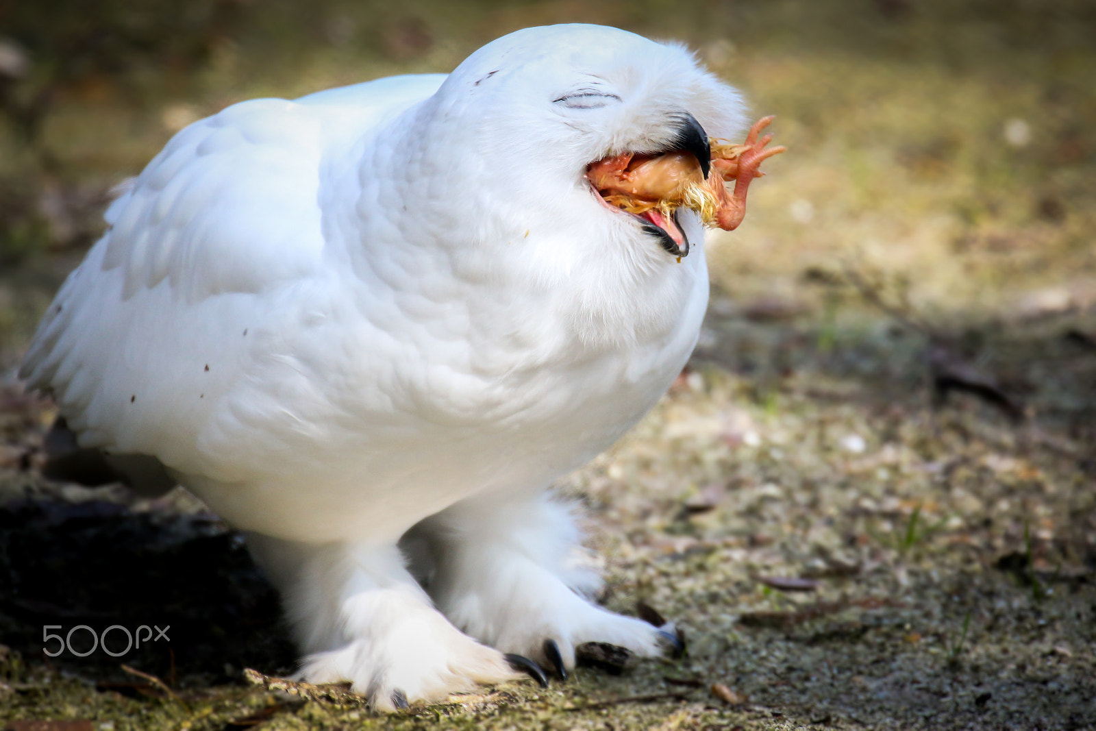 Canon EF 70-300mm F4-5.6L IS USM sample photo. Snowy owl with chicken photography