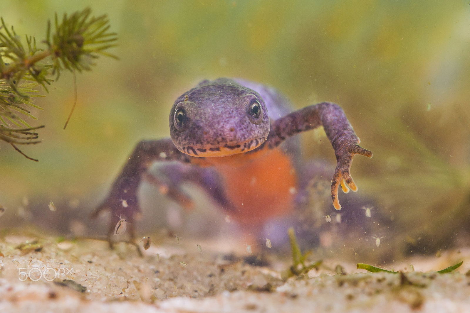 Sigma 150mm f/2.8 EX DG OS HSM APO Macro sample photo. Frontal view of a female  alpine newt photography