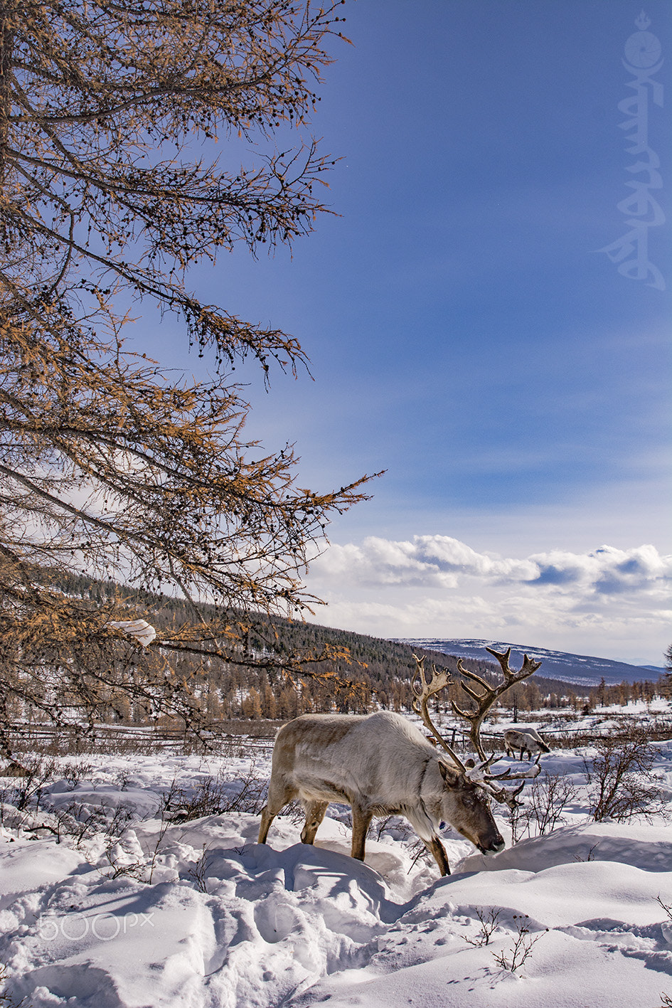 Nikon D7100 + AF Zoom-Nikkor 24-120mm f/3.5-5.6D IF sample photo. Tsaa buga photography