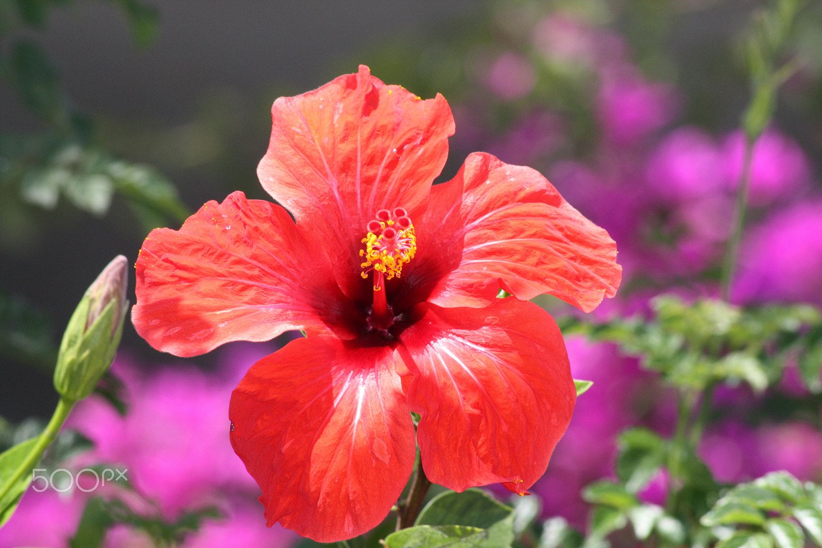 Sigma 70-300mm F4-5.6 APO DG Macro sample photo. Red hibiscus photography