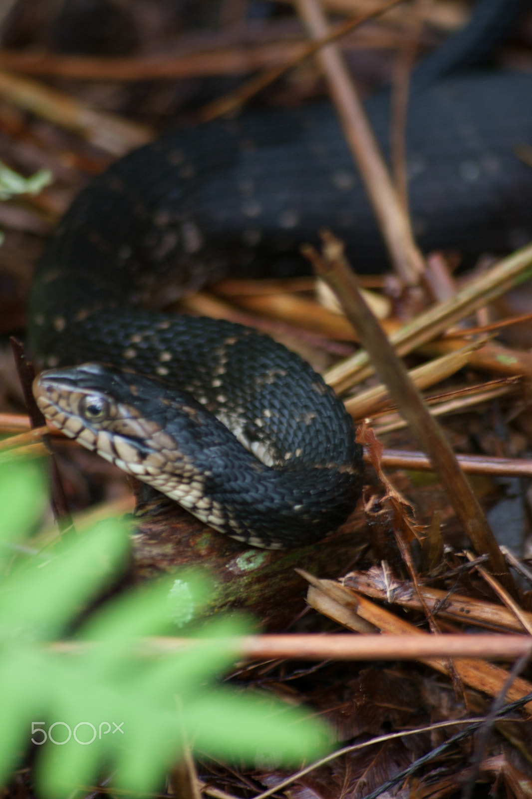 Sigma 70-300mm F4-5.6 APO DG Macro sample photo. Posing snake photography