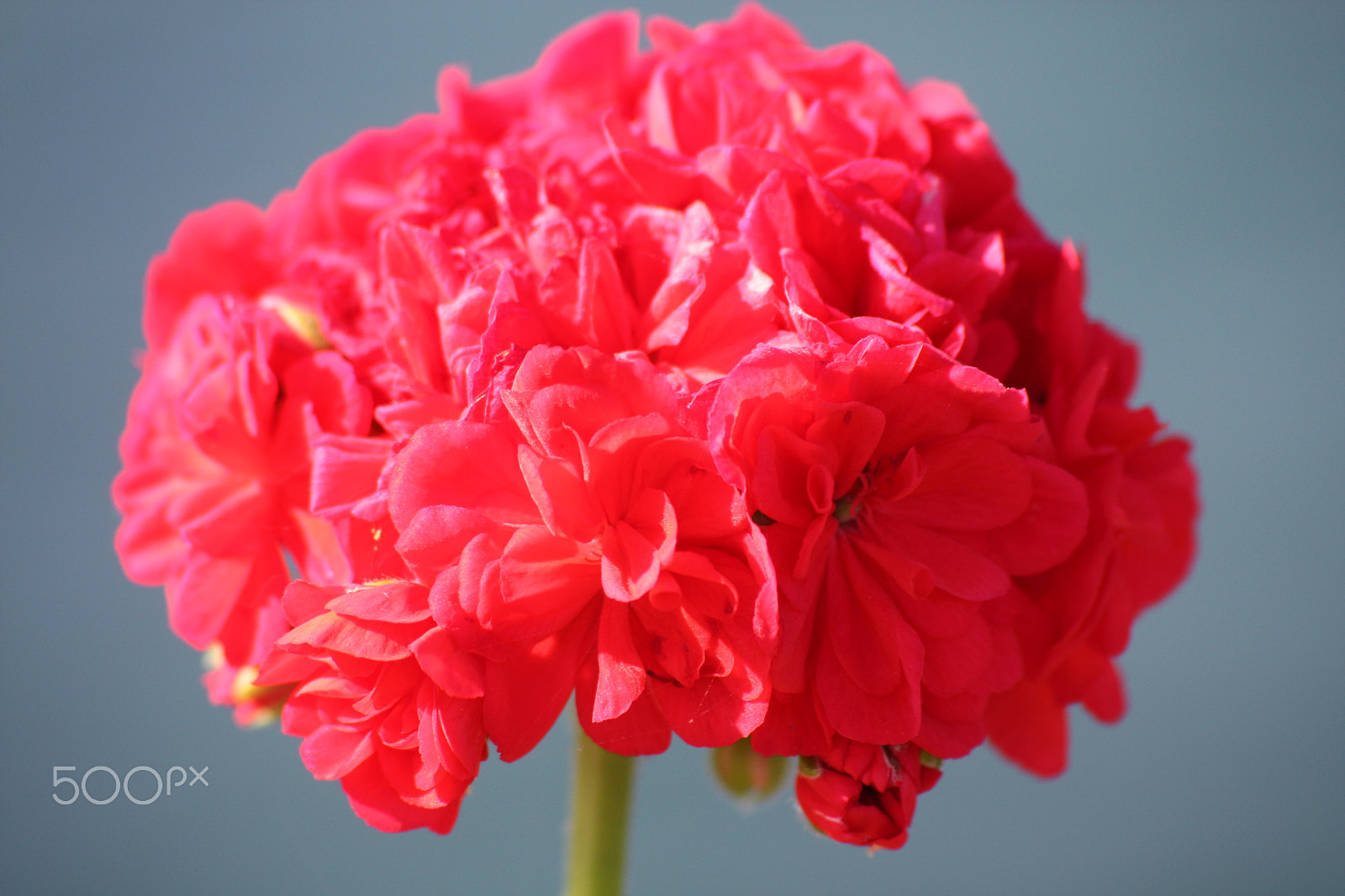 Sigma 70-300mm F4-5.6 APO DG Macro sample photo. Red flower photography