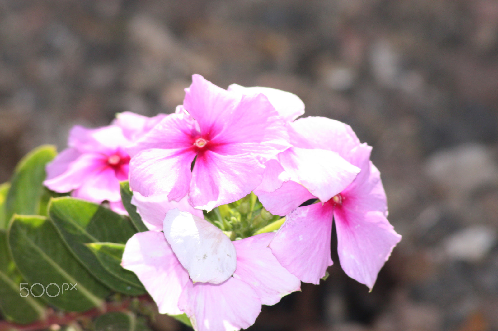 Sigma 70-300mm F4-5.6 APO DG Macro sample photo. Perennial geranium photography