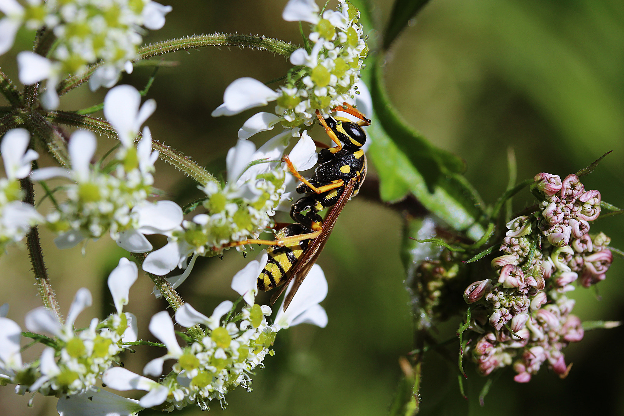 Canon EF-S 60mm F2.8 Macro USM sample photo. Svolazzando sui fiori photography