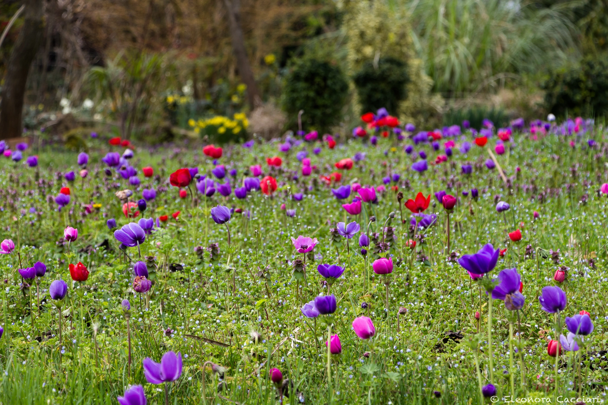 Canon EF-S 18-135mm F3.5-5.6 IS STM sample photo. Prato fiorito photography