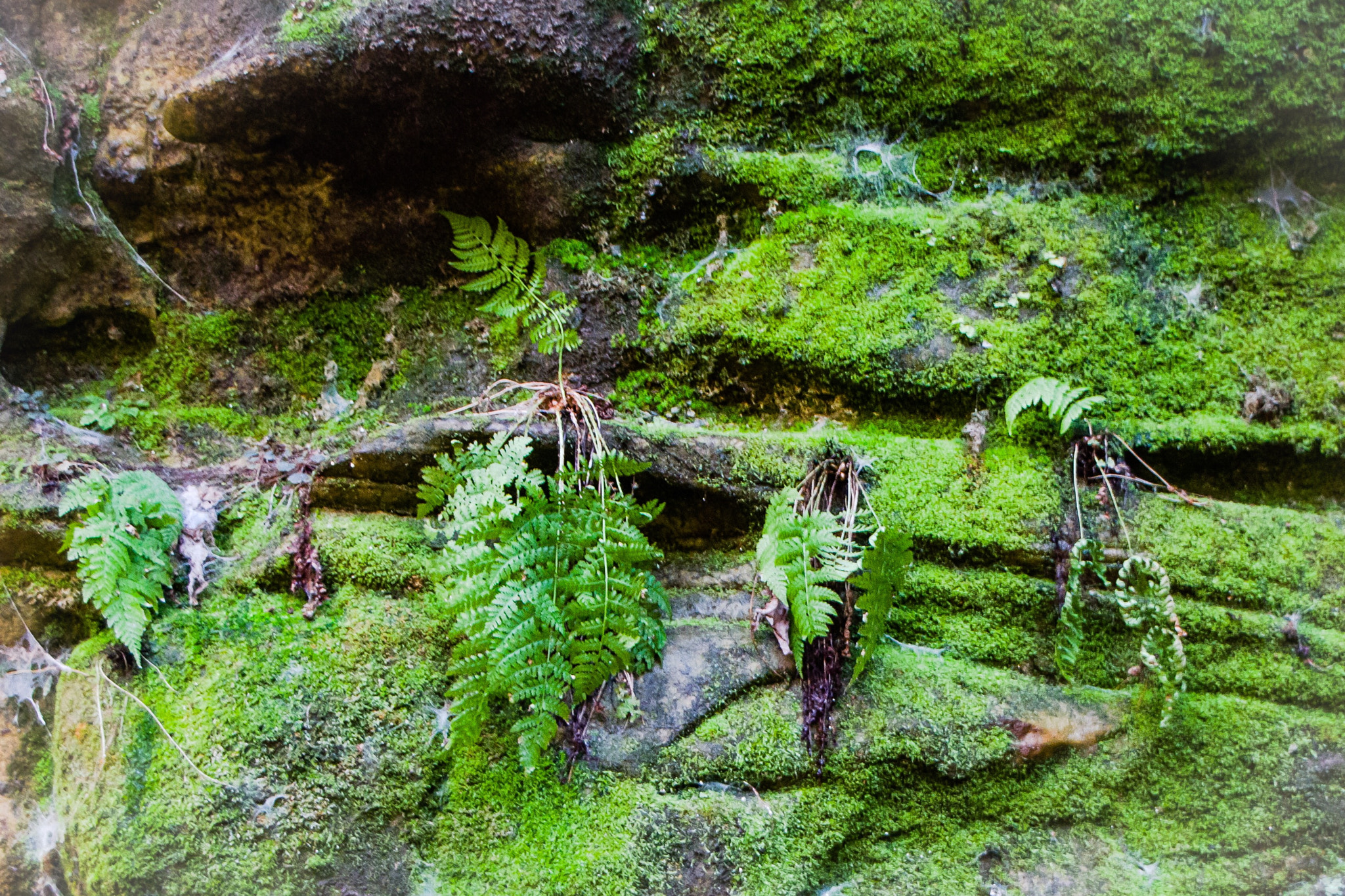 Canon EOS 700D (EOS Rebel T5i / EOS Kiss X7i) + Canon 18-270mm sample photo. Moss on the cliff at the garden of the gods in shawnee national forest in southern illinois. photography