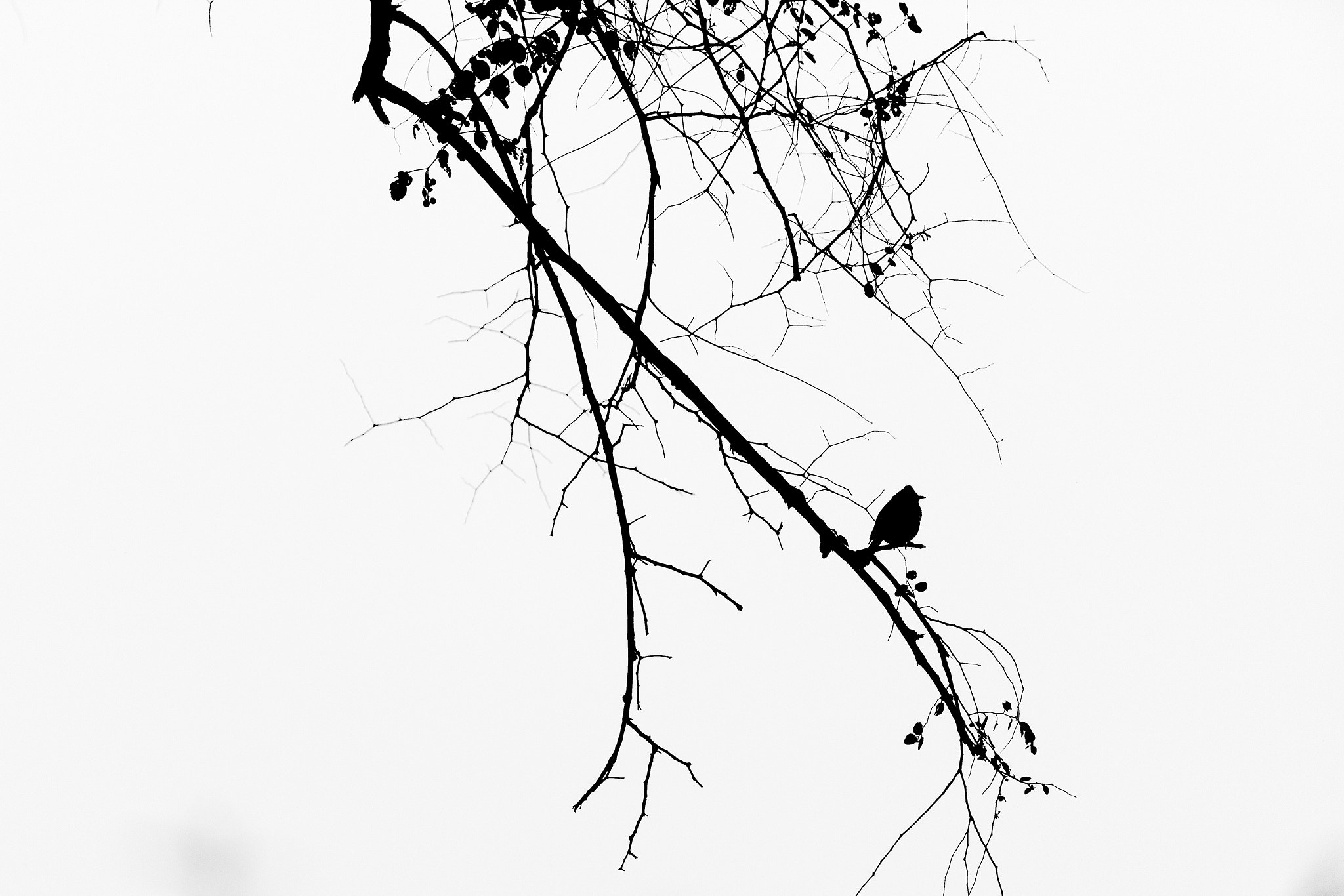 Canon EF 200-400mm F4L IS USM Extender 1.4x sample photo. A small bird photography