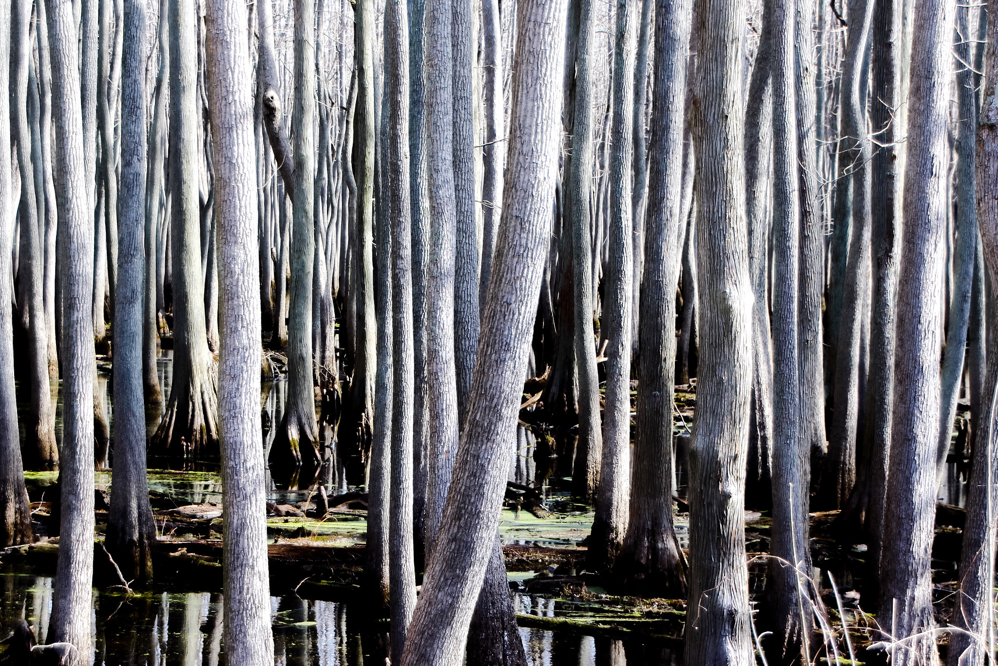 Canon EOS 700D (EOS Rebel T5i / EOS Kiss X7i) + Canon 18-270mm sample photo. Cypress trees in the cache river shawnee national forest in southern illinois. photography