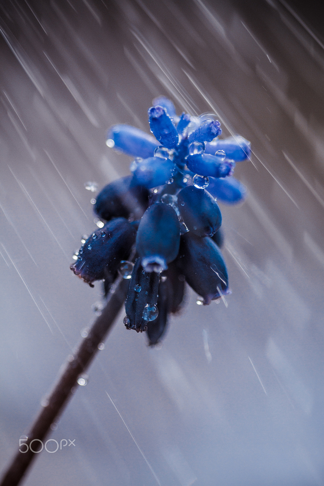 Canon EOS 7D + Sigma 105mm F2.8 EX DG Macro sample photo. Rain flower photography