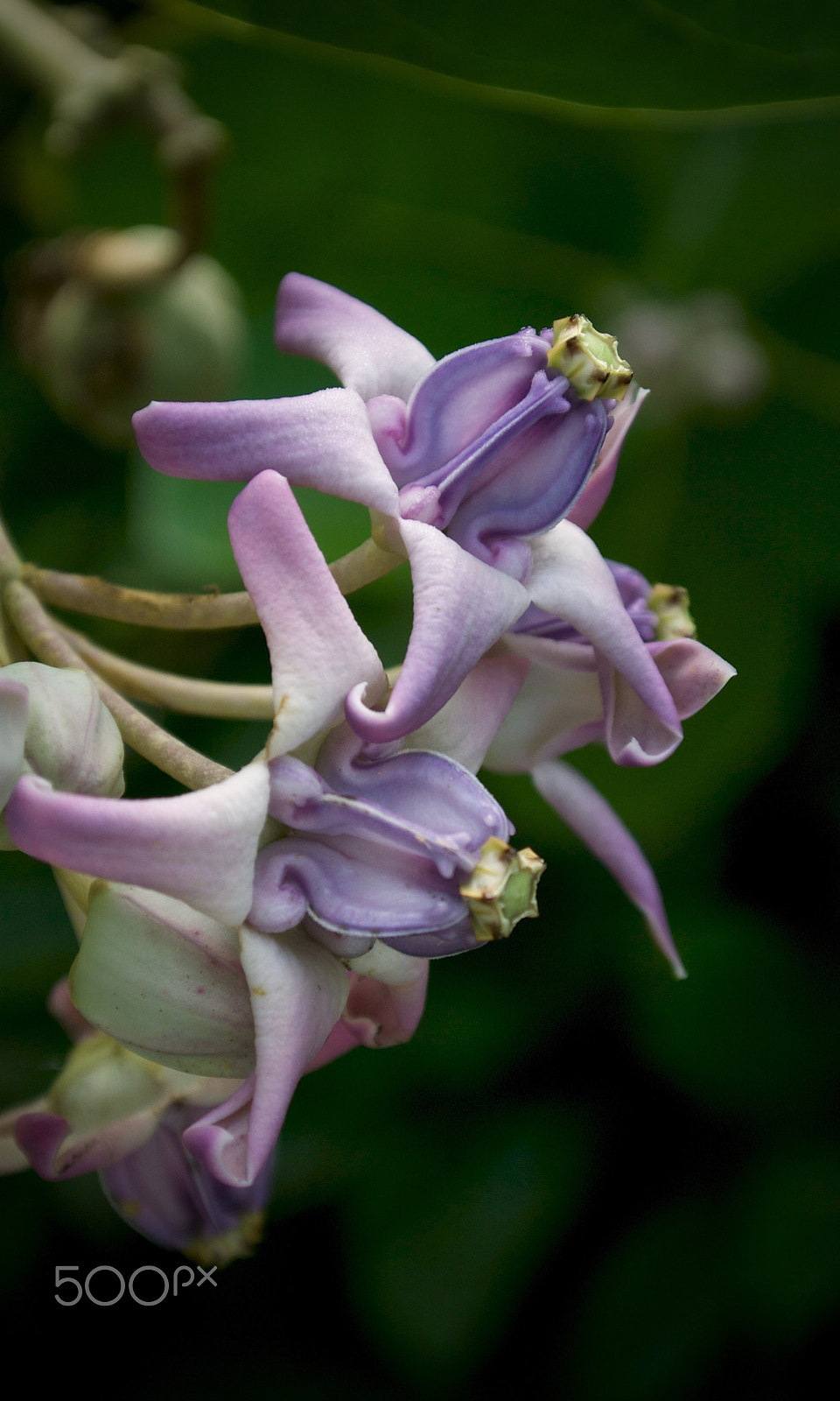 Nikon 1 J2 sample photo. Crown flower photography