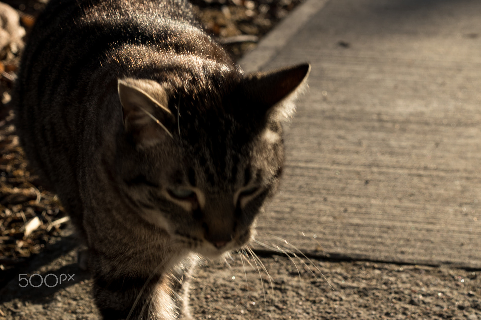 Nikon D5500 + Nikon AF-S Nikkor 50mm F1.4G sample photo. Cat in the morning light photography