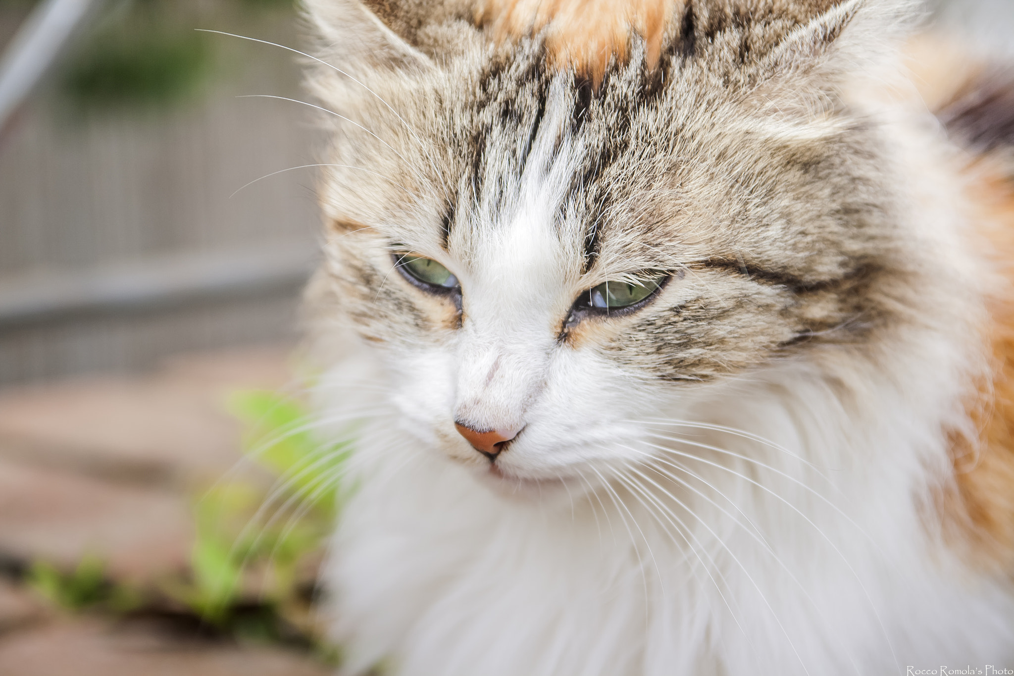 Sigma 17-70mm F2.8-4 DC Macro OS HSM sample photo. My name is,,,,meow photography