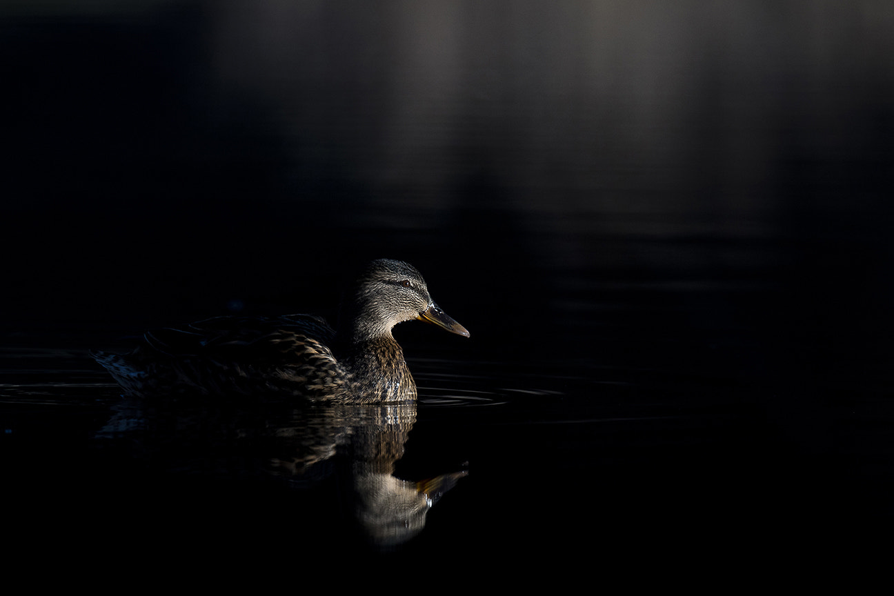 Canon EOS 5DS R + Canon EF 500mm F4L IS II USM sample photo. Early morning light on the mallard photography