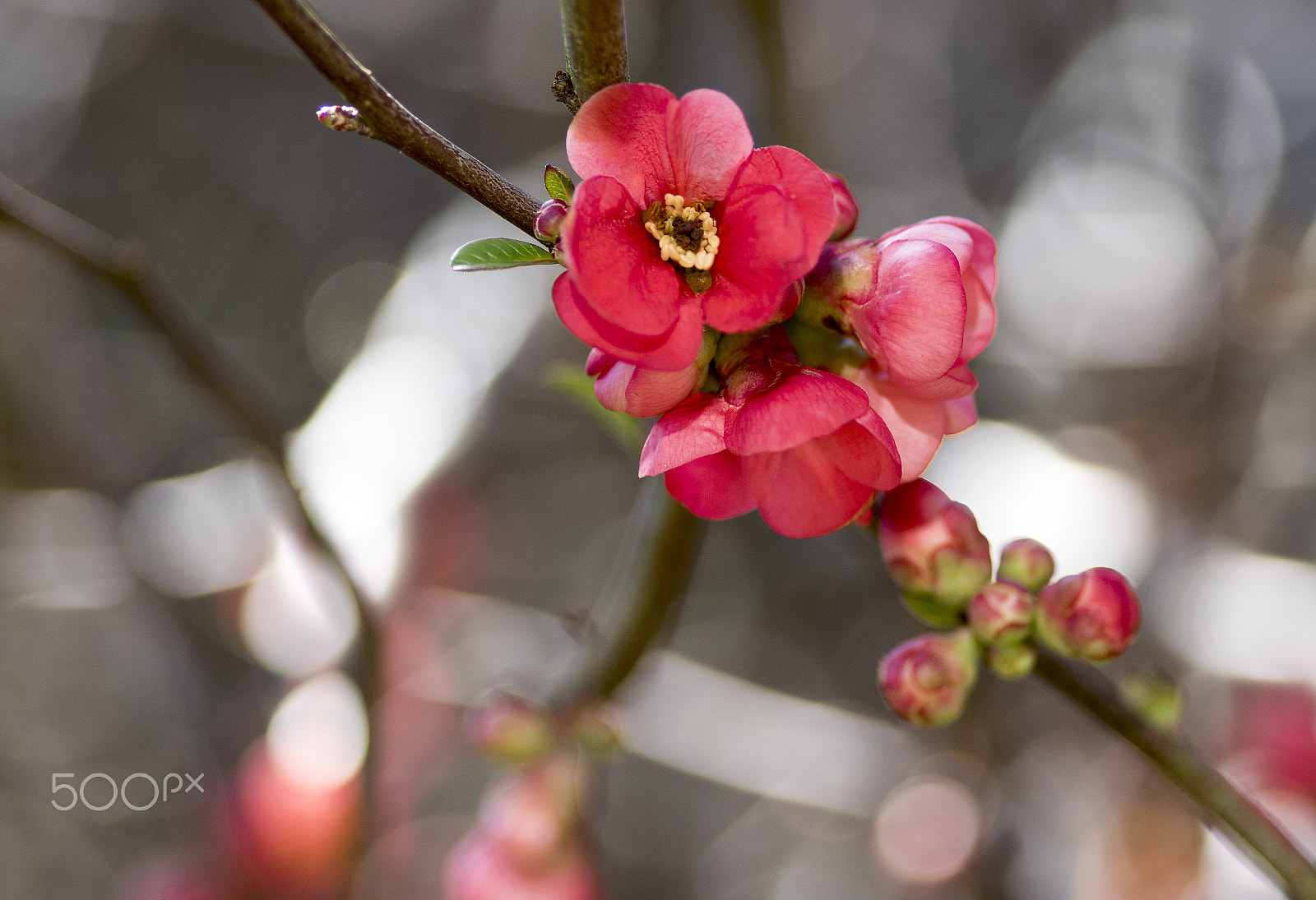 Sony ILCA-77M2 + Sigma AF 105mm F2.8 EX [DG] Macro sample photo. Flower photography