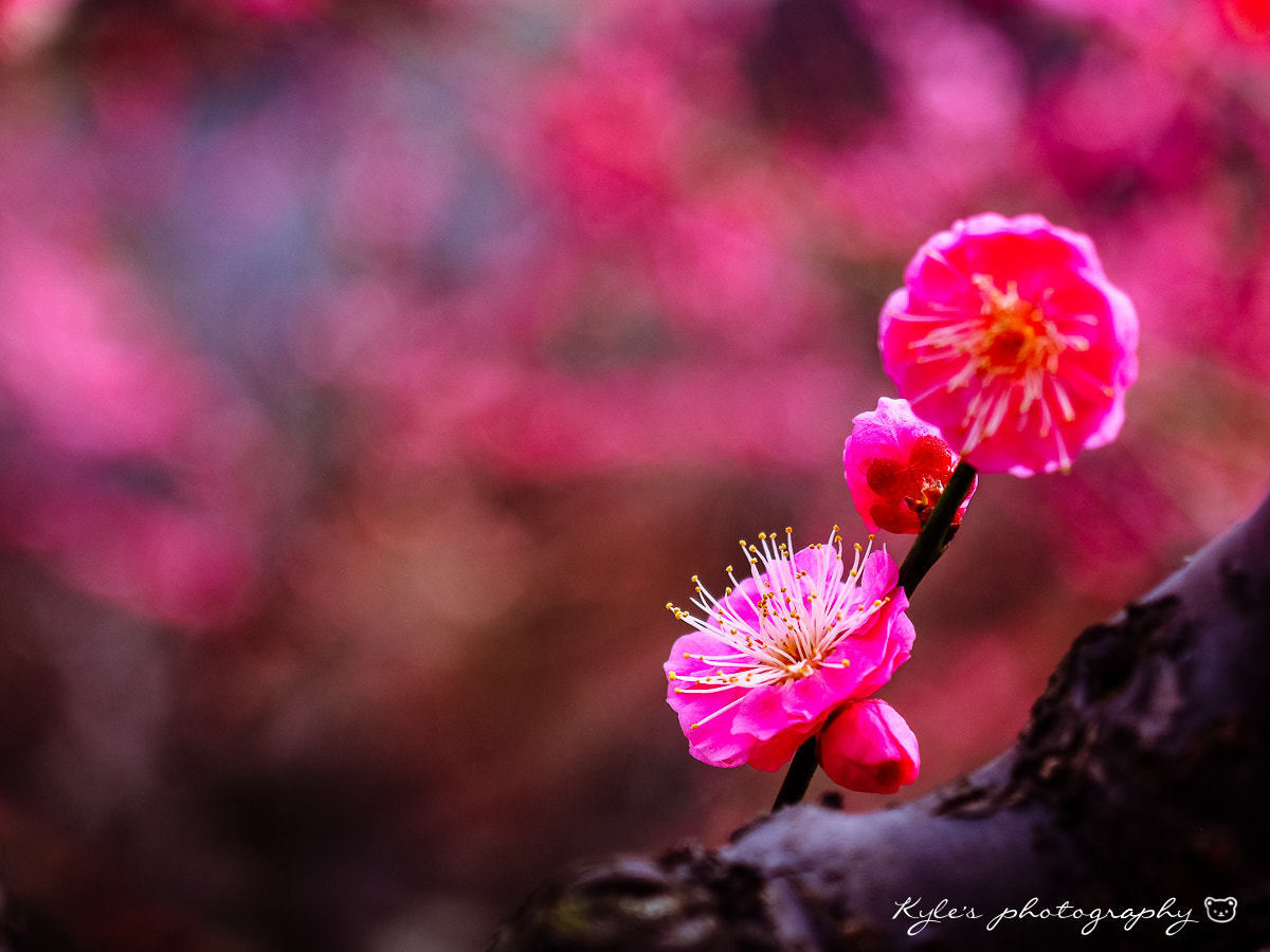 Olympus OM-D E-M1 + Olympus Zuiko Digital 14-54mm F2.8-3.5 II sample photo. 紅梅＠ photography