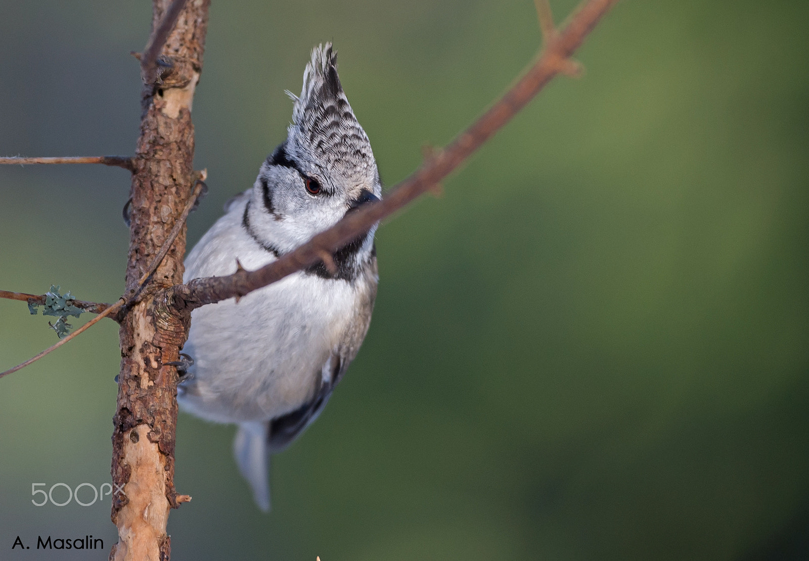Nikon D600 sample photo. Hiding tit. with crest photography