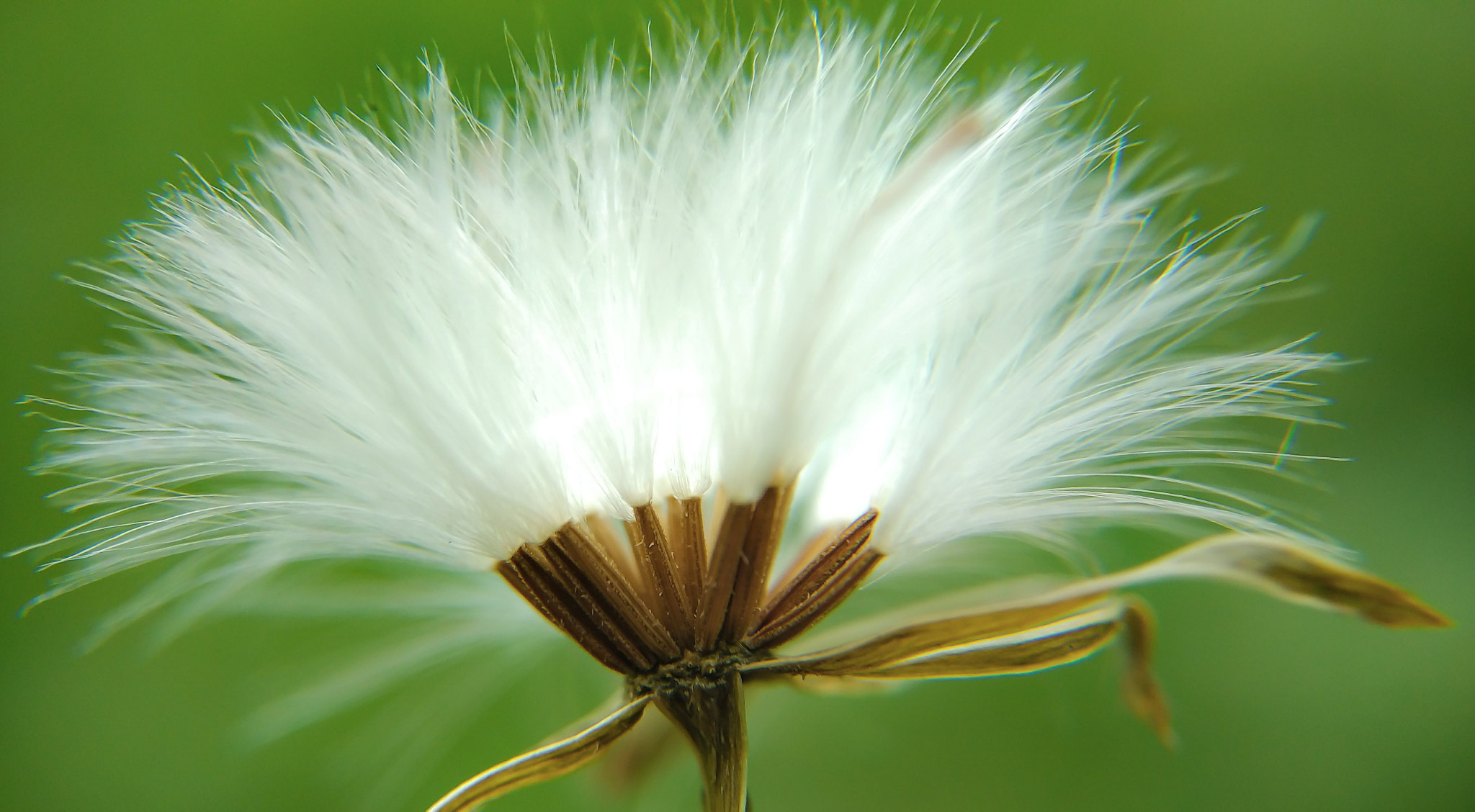 Xiaomi Mi 4i sample photo. Weeds photography