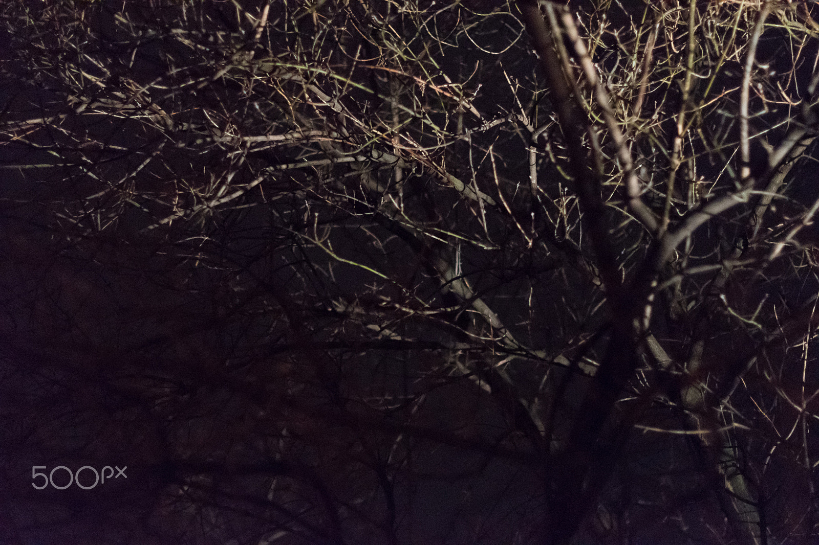 Nikon D5500 + Nikon AF-S Nikkor 50mm F1.4G sample photo. Night tree photography