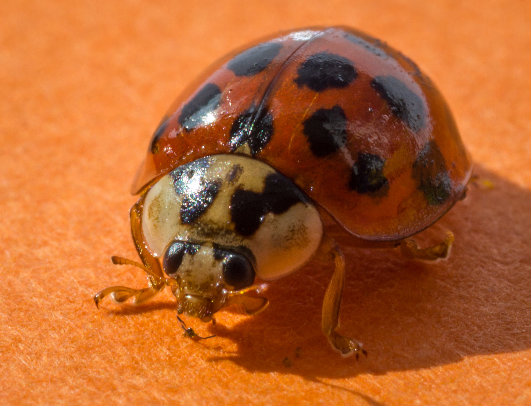 Canon EOS 550D (EOS Rebel T2i / EOS Kiss X4) + Tamron SP AF 90mm F2.8 Di Macro sample photo. First bug of spring photography