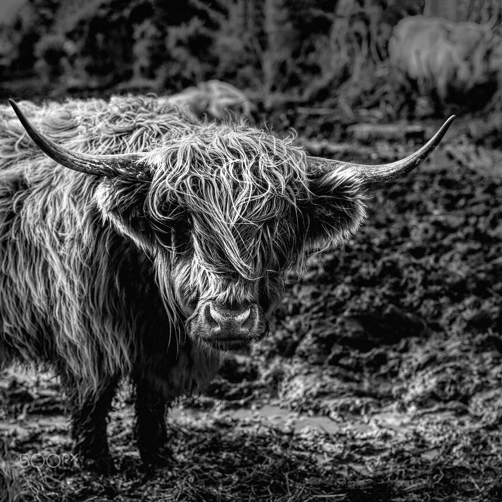 Sigma 50mm F1.4 EX DG HSM sample photo. Highland cattle photography