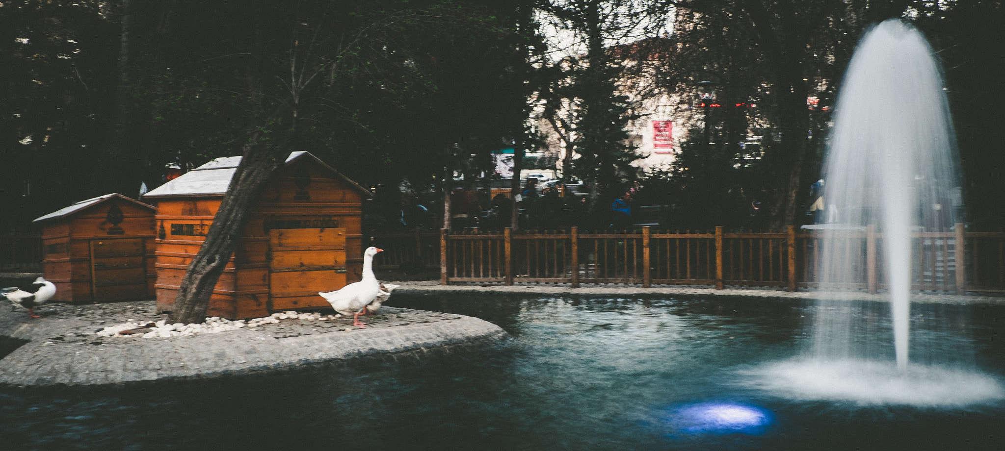 Fujifilm X-T1 + Fujifilm XC 16-50mm F3.5-5.6 OIS II sample photo. Common photography