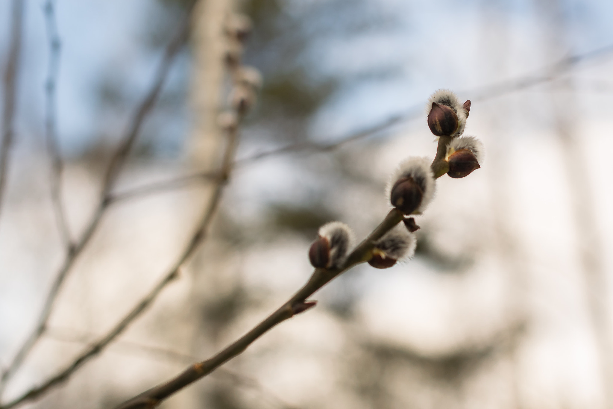 Nikon D5300 + Sigma 50mm F1.4 EX DG HSM sample photo. Spring is comming photography