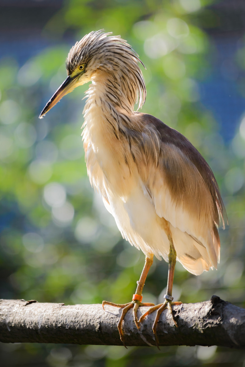 Sigma 150-500mm F5-6.3 DG OS HSM sample photo. Ardeola ralloides photography