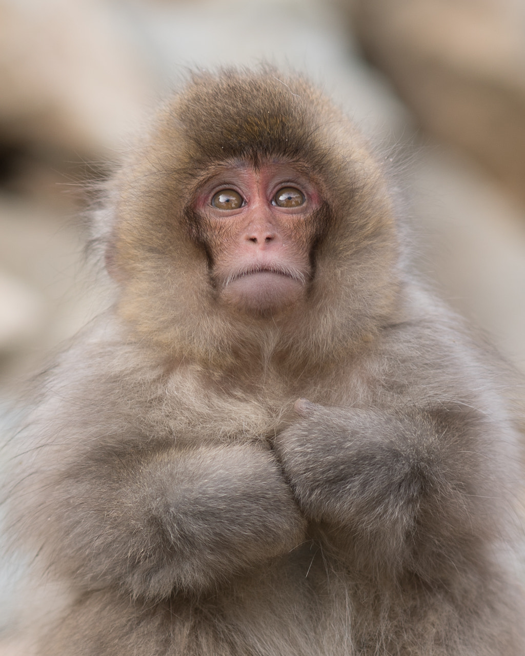 Sony Planar T* 85mm F1.4 ZA sample photo. Alone photography