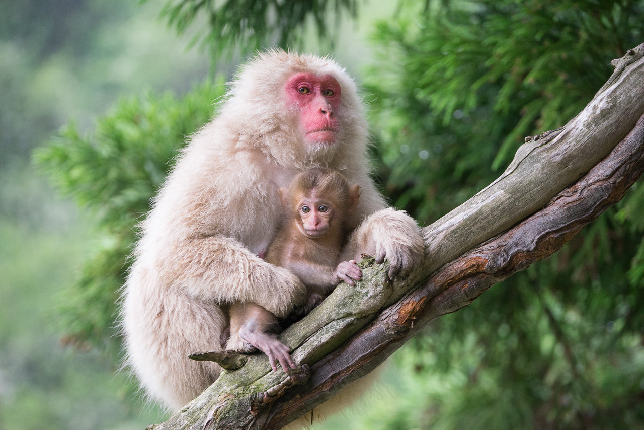 Sony 70-300mm F4.5-5.6 G SSM sample photo. Family time photography