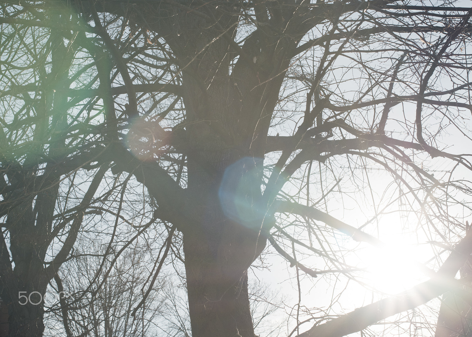 Nikon D5500 + Nikon AF-S Nikkor 50mm F1.4G sample photo. Trees in the early morning sun photography