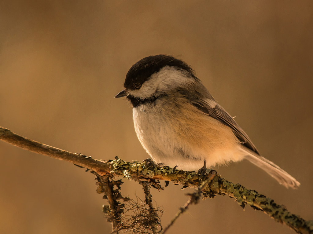 Algonquin Chick-a-dee