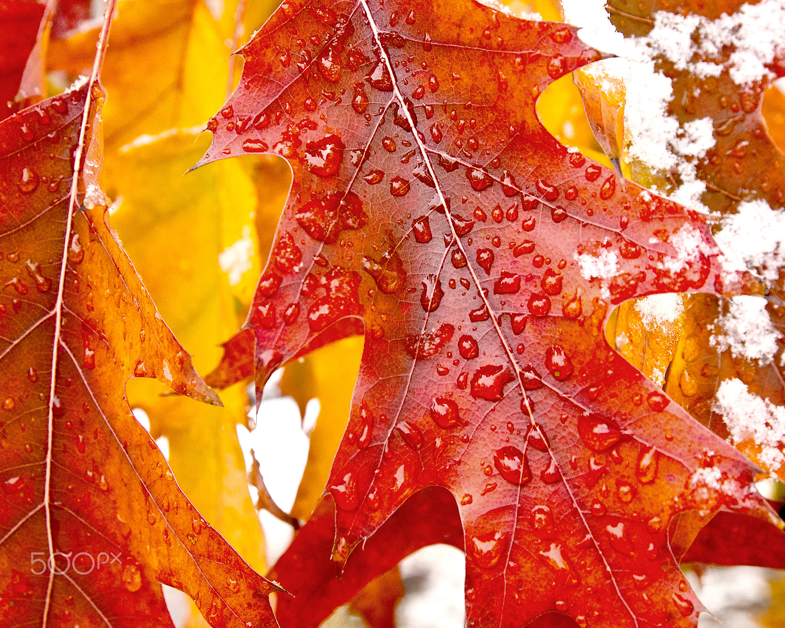Nikon D40X sample photo. Oak leaves in autumn early snow photography