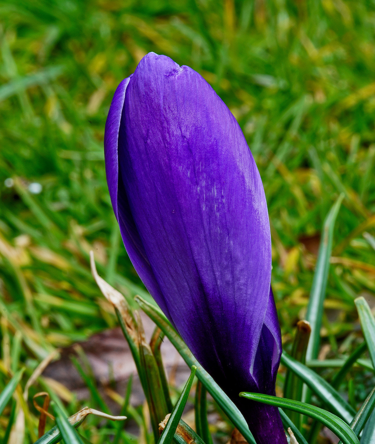 100mm F2.8 SSM sample photo. Shut tight photography
