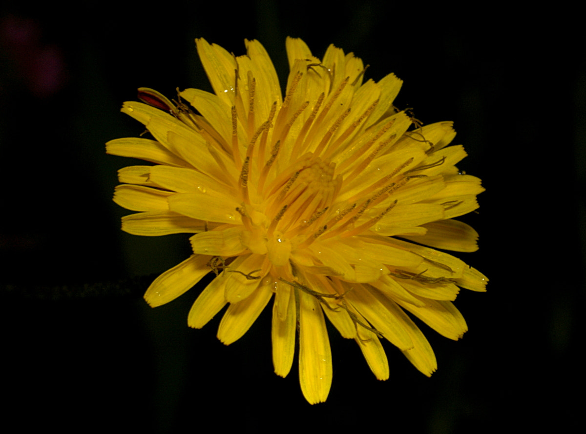 AF Zoom-Nikkor 35-70mm f/3.3-4.5 N sample photo. # photography