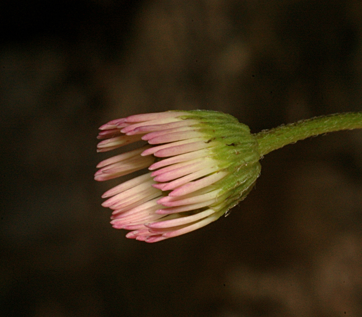 AF Zoom-Nikkor 35-70mm f/3.3-4.5 N sample photo. # photography
