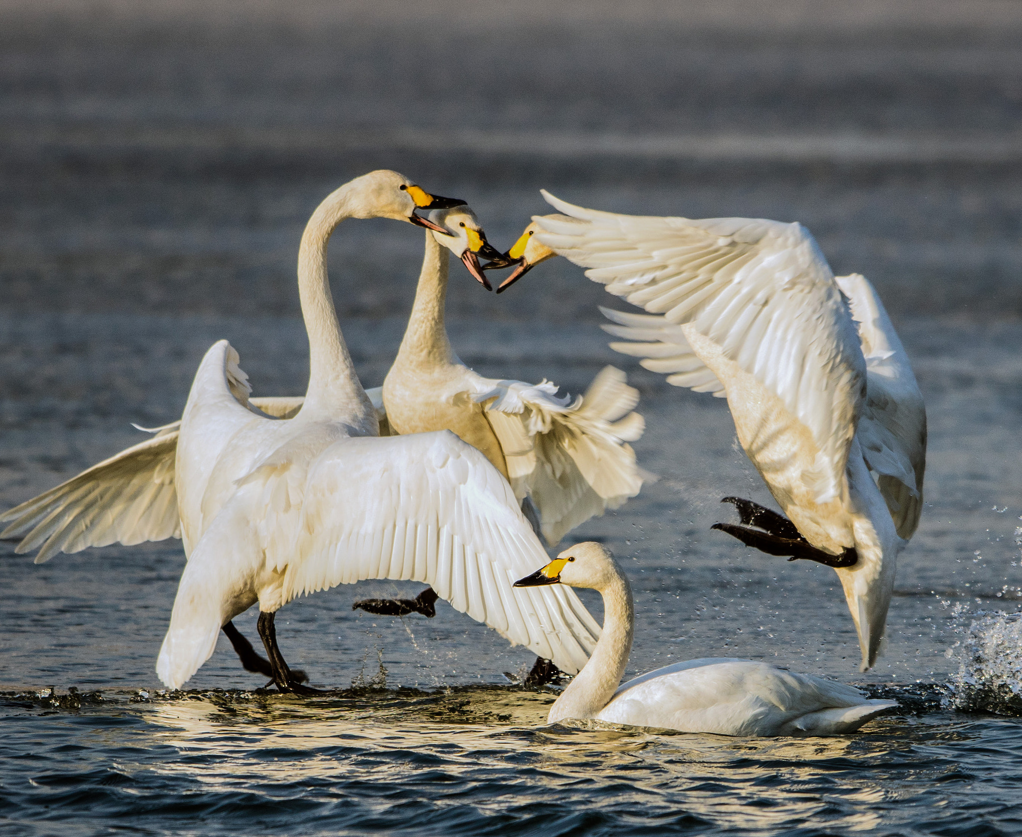 Canon EF 600mm F4L IS II USM sample photo. 斗 photography