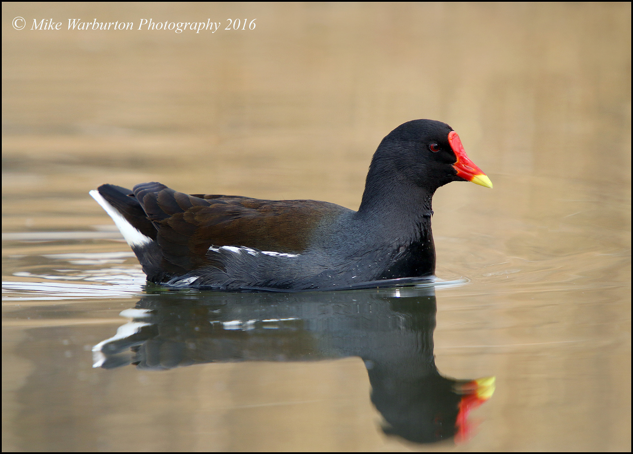 Sigma 50-500mm f/4-6.3 APO HSM EX sample photo. Moorhen photography
