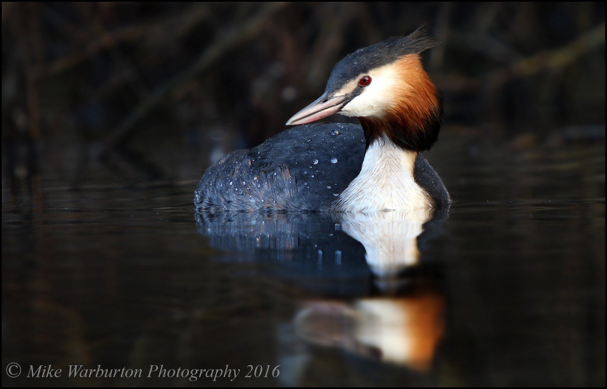 Sigma 50-500mm f/4-6.3 APO HSM EX sample photo. Great crested grebe photography