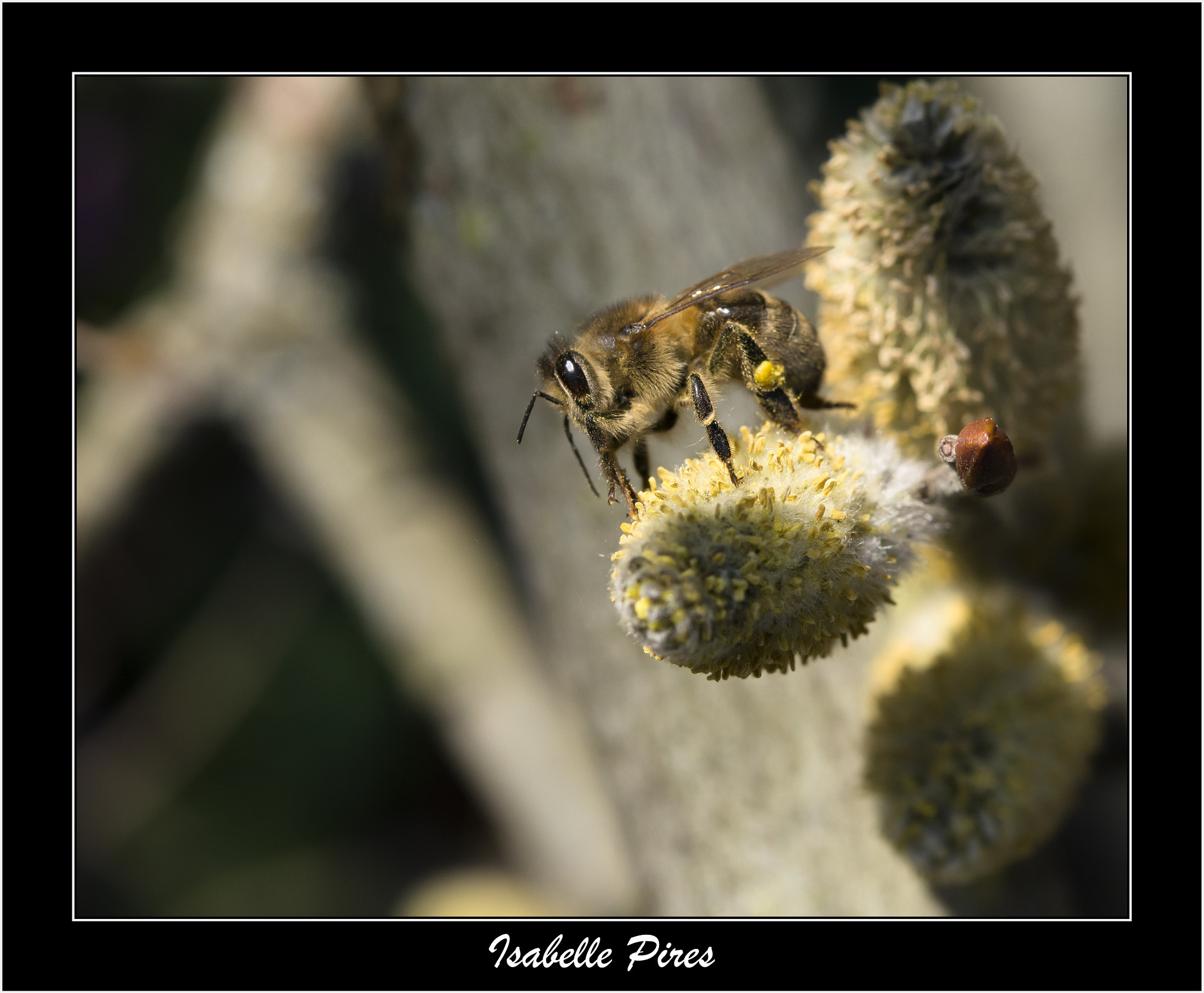 Nikon AF-S Micro-Nikkor 60mm F2.8G ED sample photo. Jolie lumière photography