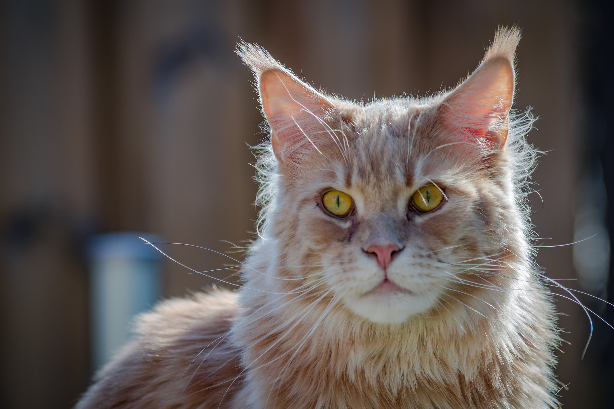 Sigma 70-300mm F4-5.6 DL Macro sample photo. Tocho photography