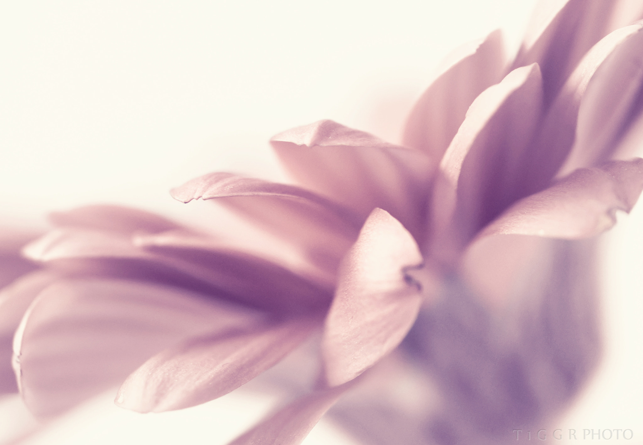 Samsung NX30 + Samsung NX 60mm F2.8 Macro ED OIS SSA sample photo. Soft petals photography