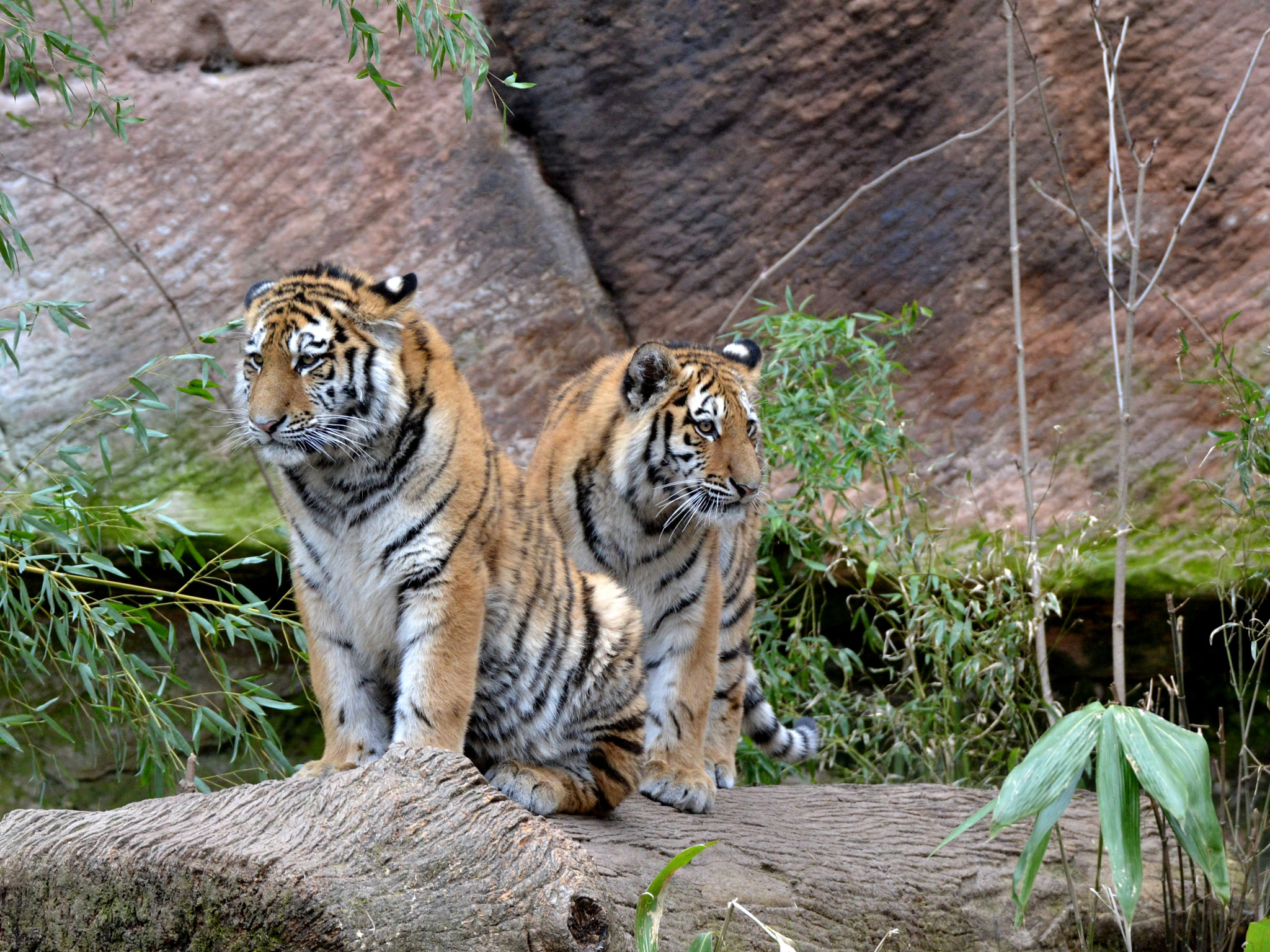 Sigma 50-500mm F4.5-6.3 DG OS HSM sample photo. Tiger photography