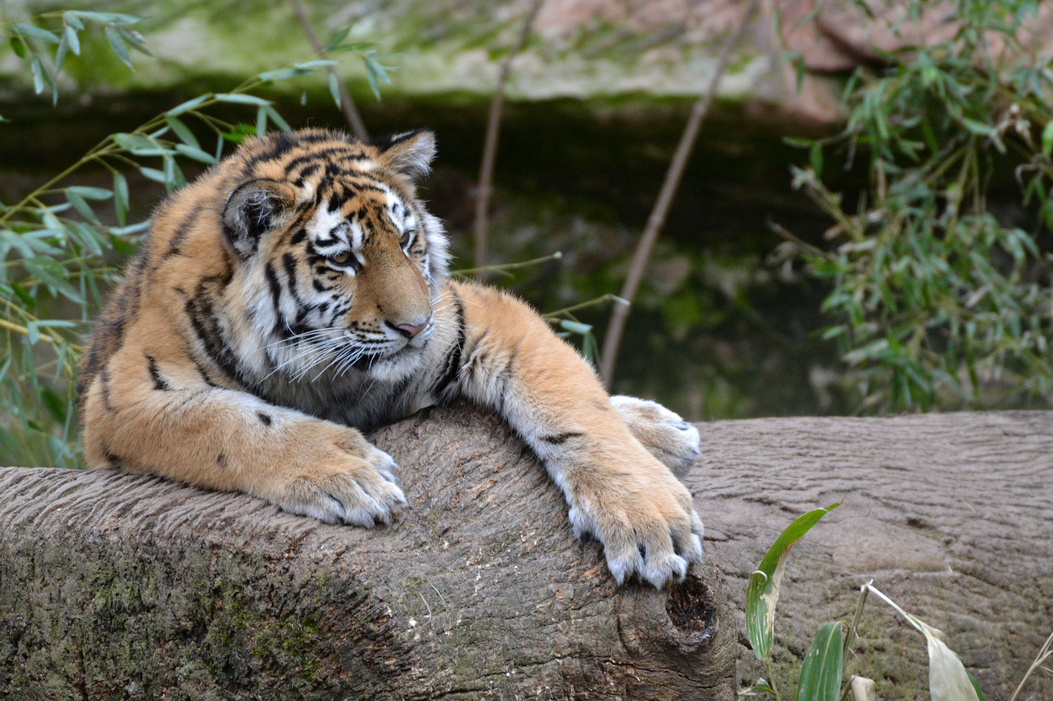 Sigma 50-500mm F4.5-6.3 DG OS HSM sample photo. Tiger photography