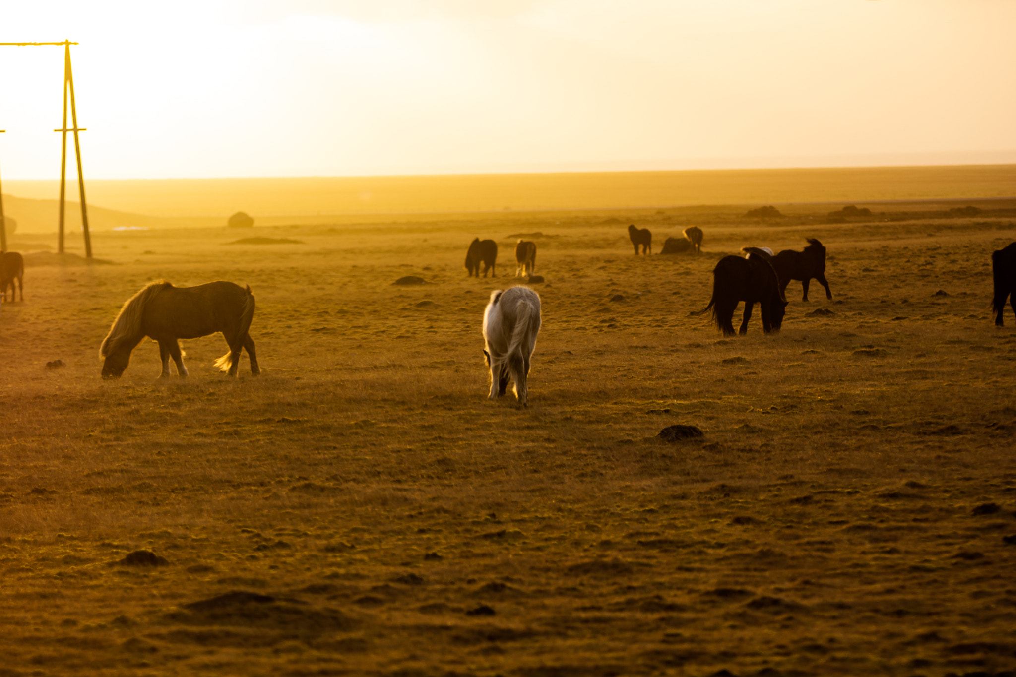 Tamron SP AF 70-200mm F2.8 Di LD (IF) MACRO sample photo. Horses in sunset photography