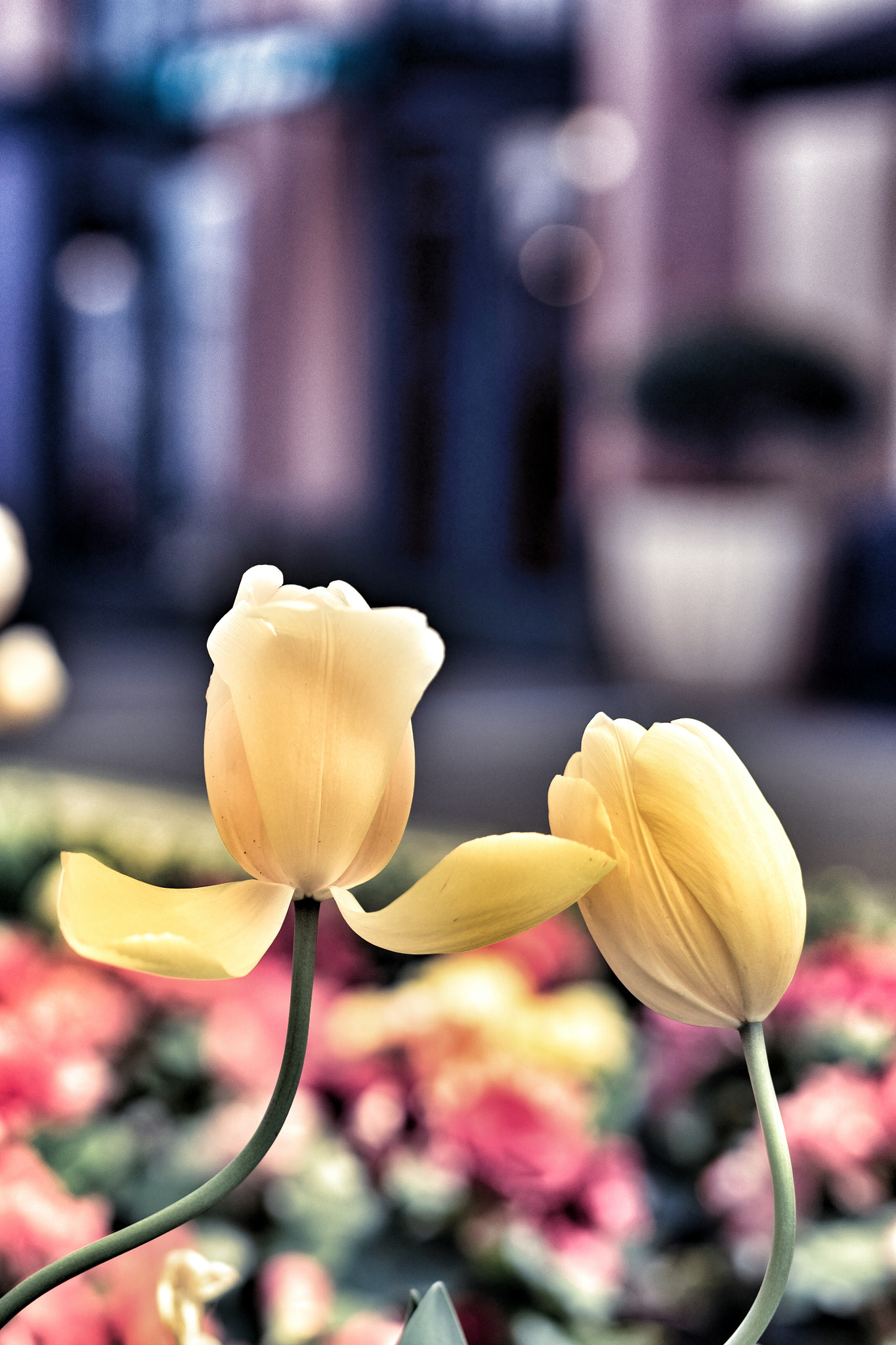 Sony a7 + Sony 50mm F1.4 sample photo. Tulips in suzhou villace photography