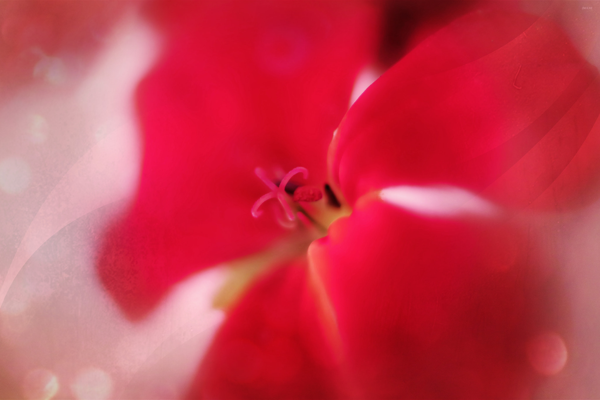 Canon EOS 5DS R + Canon EF 50mm F2.5 Macro sample photo. Red photography