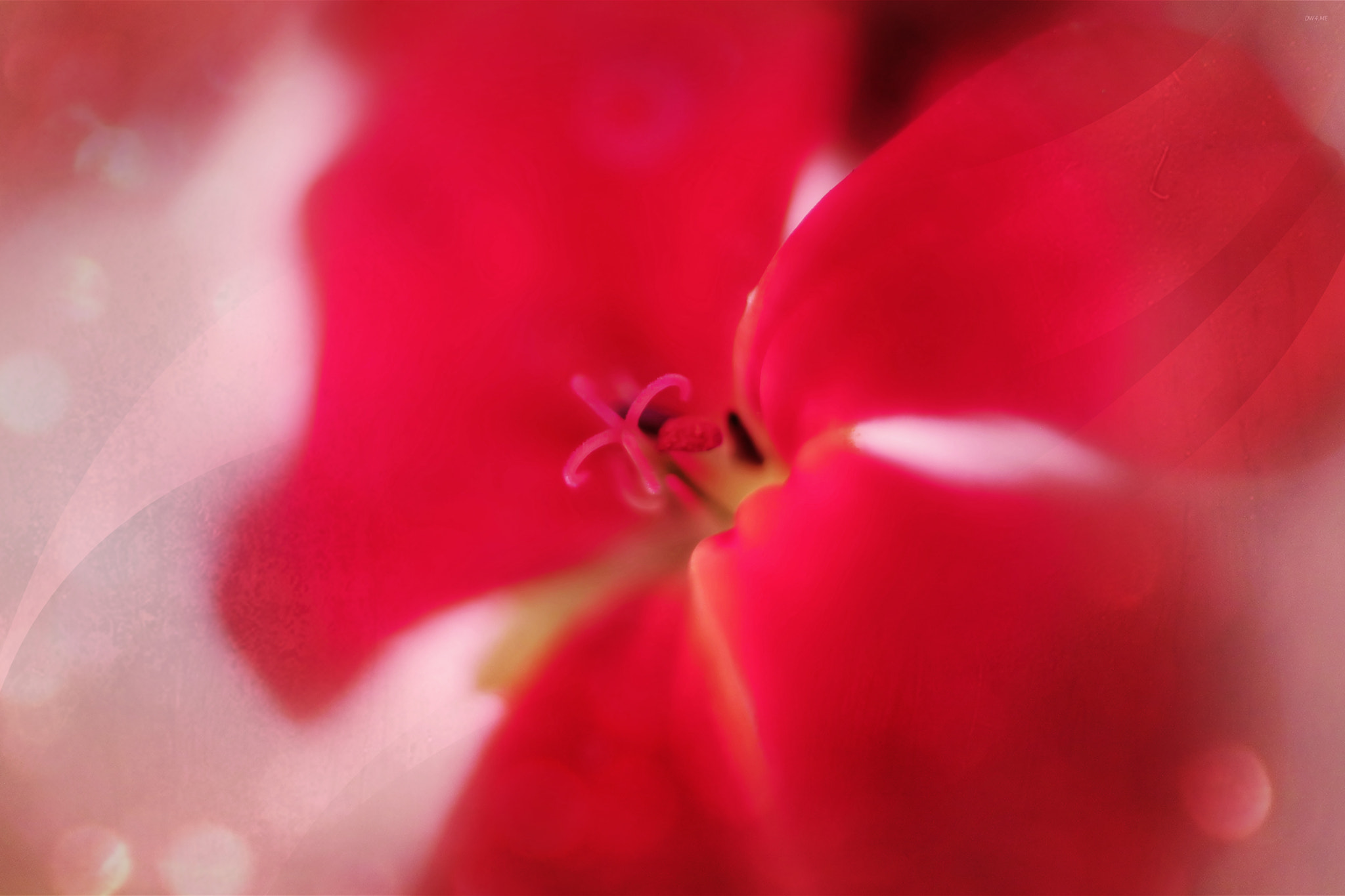 Canon EF 50mm F2.5 Macro sample photo. Red photography